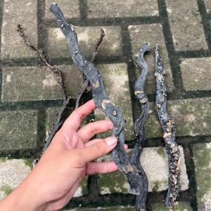 Bahan Akar Bahar Merah Natural Body Hitam Size Jempol