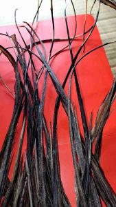 【🔥NEW!!🔥】LONG BUNTOT PAGI Stringray Mabisang Proteksyon sa Masamang Elemento (15-18) Inches Excellent Quality/Pantaboy ng Masamang Bad Spirit Pantaboy Malas