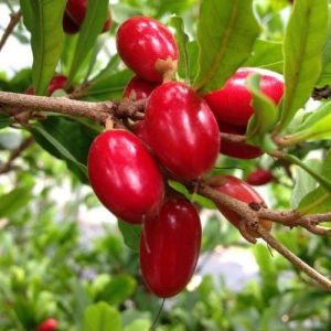 Magical Miracle Berry Plant  Transform Your Taste Buds with Sweetness