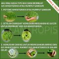 BENIH RUMPUT GANDUM 250 GRAM WHEAT GRASS SEED. 