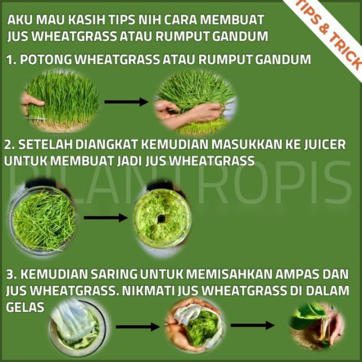 BENIH%20RUMPUT%20GANDUM%20250%20GRAM%20WHEAT%20GRASS%20SEED%20-%20Image%203