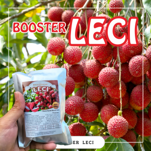 Booster Tanaman Leci / Pupuk Booster Hayati Khusus Tanaman Leci