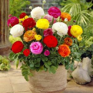 Bộ 6 củ giông hoa mao lương nhiêu màu- đỏ vàng trắng tím cam hồng-6 viên nén ươm củ