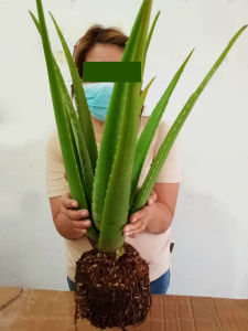 Barbadensis Giant Aloe vera plant barbaden aloe vera plants Aloevera plants aloevera live plants aloe vera leaves