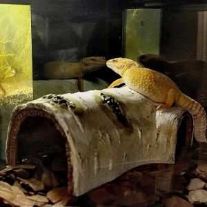 OUTOPEN Wood 1PC Creative for Reptiles Amphibians Hollow Lizard Hideout Caves Trunk Habitats Small Reptile Caves Tortoise Hideout