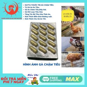 Gà chậm tiêu ăn không tiêu gà chướng diều Giúp Gà Ăn Tốt Tiêu Hóa Nhanh.Hấp Thụ Chất Dinh.Kích Thích Miễn Dịch Đường Ruột.