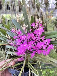 กล้วยไม่้เข็มม่วง ออกดอกหน้าร้อน ดอกสีสดมากเป็นพุ่ม