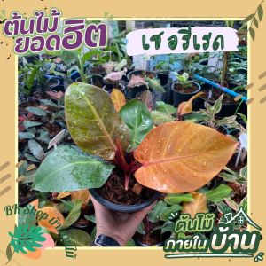 ต้นกุมารแดงเรียกทรัพย์ หรือ ฟิโลเดนดรอน เชอรี่เรดพร้อมกระถาง 6นิ้ว  ต้นไม้มงคล ต้นไม้ฟอกอากาศ  ต้นไม้ปลูกในบ้าน ต้นไม้มงคล ต้นไม้ฟอกอากาศ ต้นไม้ปลูกในบ้าน ต้นไม้มงคลปลูกในบ้าน ต้นไม้ด่าง