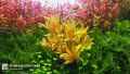 Ammannia pedicellata 'Golden' 黄金柳 (Nesaea pedicellata 'Golden') - aquarium aqua plant [midtech]. 