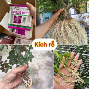 Kích rễ siêu mạnh dùng cho ươm hạt triết cành dâm cành kích thích tăng trường cho cây hoa cây cảnh...