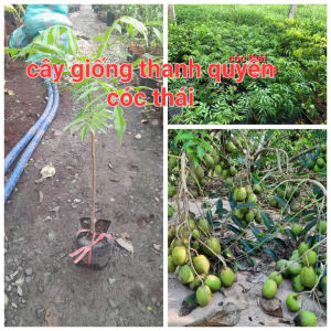 Cây giống cóc thái lùn siêu trái. Trồng 6 tháng có trái (CÂY NHỎ) CÂY CAO 40CM -70CM TUỲ THEO LÔ
