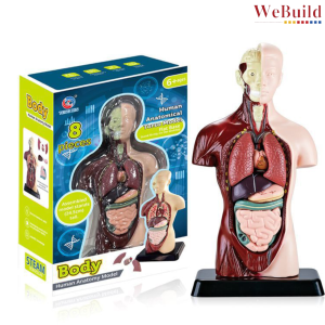 Human Body Anatomy Model 儿童科教益智玩具|人体器官骨骼模型DIY组装套装|跨境早教中小学生学习工具Early Learning Science Toy for Children Pemainan WeBuild