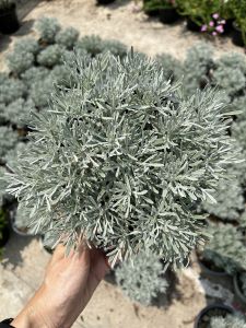 ต้นเบญจมาศเงิน เบญจมาศสีเงิน ต้นไม้สีเท่ๆ ชื่อเป็นสริมงคล crossostephium