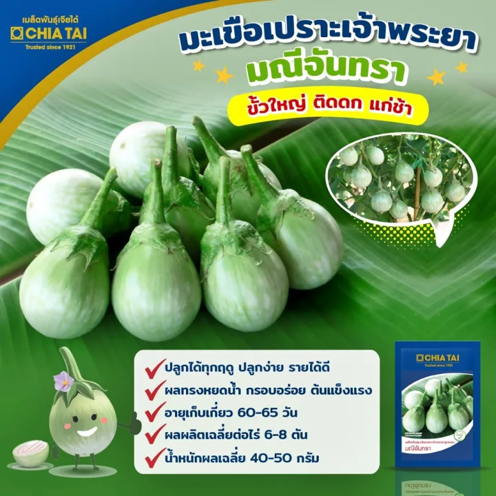 เมล็ดพันธุ์เจียไต๋ มะเขือเปราะเจ้าพระยา มณีจันทรา ผลมันวาว