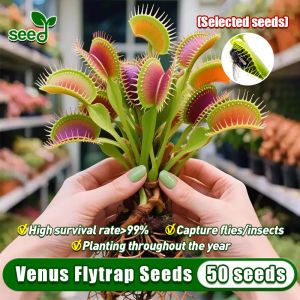 100% Legit 50pcs Venus Flytrap Plant Seeds for Planting (High germination) Rare Venus Flytrap Live Plant Bonsai Seeds Air Purifying Indoor Plants Real Plants Ornamental Potted Live Carnivorous Plants for Sale Flower Seeds for Garden Easy To Grow Plants