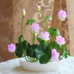 [Local Seller] 10pcs / 20pcs Bowl Lotus Seeds Hydroponic Potted Colorful Flower Seeds
