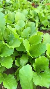 Seeds for four-season vegetables such as radish and beans 200 Multi-supply chain seed delivery