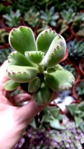 Succulents plants Cotyledon tomentosa Bear paw