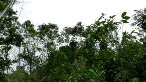 PULUT BURUNG 1 ONS LEM BURUNG LEMPULUT BURUNG LEM GETAH BURUNG PIKAT BURUNG JEBAK BURUNG GETAH KARET GRTAH JEBAK BURUNG PULUT BENDO PULUT BURUNG MURAH PULUT BURUNG SUPER LENGKET PULUT BURUNG KILOAN PULUT PIKAT BURUNG KECIL DAN BESAR PULUT BURUNG KUALITAS