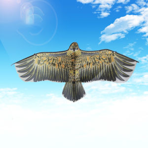 First Chioce ว่าว นกอินทรีย์ ว่าวไล่นก ว่าวไล่ ศัตรูพืชว่าวเด็ก อุปกรณ์ว่าว kite