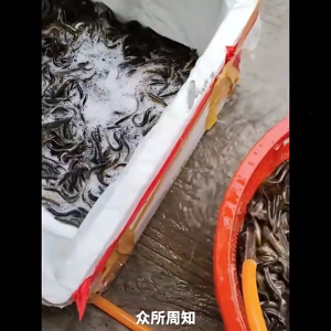 10/20 cái mồi câu cá mềm Mồi câu cá mồi mềm Mồi Câu Cá Nhiều phần đuôi mồi Mồi Câu Cá Dễ sử dụng