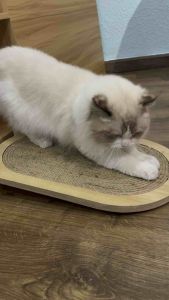 Đồ Chơi Cho Mèo - Bàn Cào Móng Cho Mèo