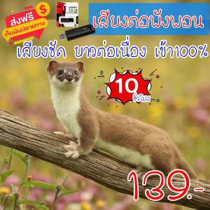 เสียงต่อพังพอน แฟลชไดร์ฟเสียงพังพอน สำหรับต่อหรือล่อพังพอน ความยาว 10 ชม.เสียงดัง เสียงใสกังวาน ได้ผล100%