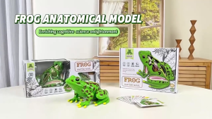 4D Anatomical Frogs Shape Educational Toy for Children Veterinary Teaching Model Biology Technology Gadget