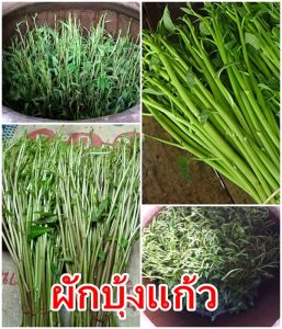 ซื้อ3 ซอง แถม 1 เมล็ดผักบุ้งแก้ว จำนวนประมาณ 1500 เม็ด  (ซื้อ 3 แถม  1 มีคู่มือการปลูก)