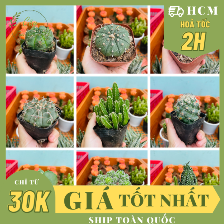 CÂY XƯƠNG RỒNG MINI ĐỒNG GIÁ, Size bé 3~5cm, NHIỀU LOẠI cây trang trí ...