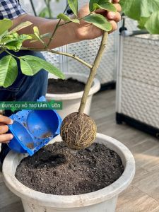 Bầu chiết cây có nhiều kích thước lựa chọn