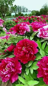 พันธุ์ดอกโบตั๋นในสวน กระถาง ระเบียง สำหรับปลูกในร่มและกลางแจ้ง พันธุ์ดอกไม้ทนความเย็น ปลูกง่าย พันธุ์ดอกโบตั๋นลั่วหยาง