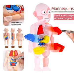 Kid Montessori 3D Puzzle Kids Early Educational Learning Toys Human Organs Model