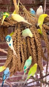 Bird seeds Spray millet for lovebirds Parrot hamsters Feed snack Bird Food All Bird Seed Bird Pellet