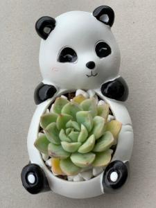 Cute Animal Pot Collection with Succulents