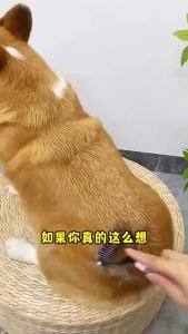 mily Dog Cat Hair Removal Comb – Detangling & Dematting Brush for Long/Curly Hair Gentle Deshedding Grooming Tool for Matted Fur