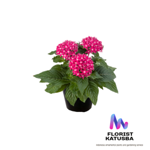 Bunga Pentas Lanceolata Pink Elegan - Tanaman Berbunga Tua dalam Pot Warna Putih