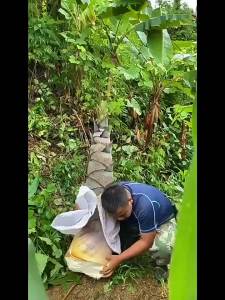 Large Giant Bamboo Four-Season Vegetables Fruits and Flowers