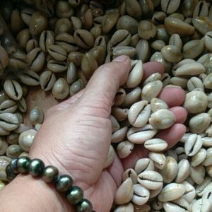 Biji Congklak Ukuran Besar (Pjg 20 - 25 cm)