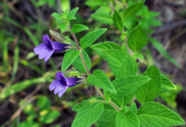 H%E1%BA%A1t%20Gi%E1%BB%91ng%20C%C3%A2y%20Nh%C3%A2n%20Tr%E1%BA%A7n%20-%20(%20c%C3%A2y%20d%C6%B0%E1%BB%A3c%20li%E1%BB%87u)%20-%20G%C3%B3i%20200%20h%E1%BA%A1t%20-%20Image%2010