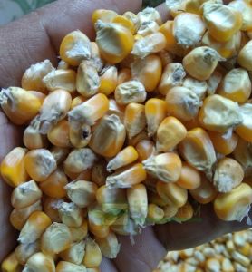 Jagug Pipil Kering Pakan Ternak Ayam Burung 1 kg