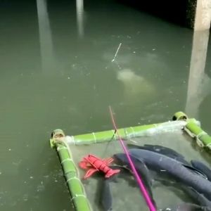 essen stella special ACI 01 ACI 02 ACI 03 ACI 04 ACI 05 ACI 06 original product stella