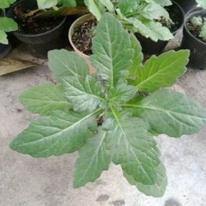 Bibit Tanaman Herbal Daun Dewa / Obat Herbal