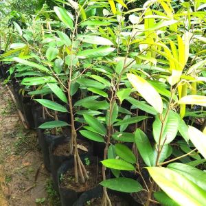 Bibit durian montong Jumbo