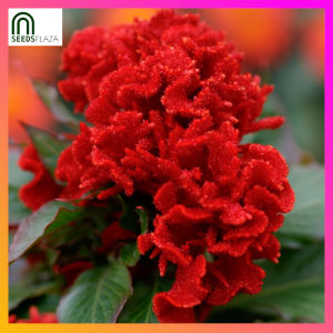 SeedsPLAZA™ - Cockscomb Palong Manok Seeds for Planting (10 Seed) incl. Instruction for Palong-manok Celosia