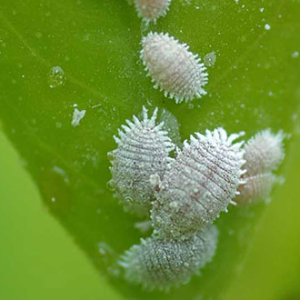 Chế phẩm vi sinh TRỪ SÂU - Khỏi lo nhện đỏ rệp sáp rầy trĩ bọ xít ruồi vàng côn trùng chích hút - Với hàng tỷ lợi khuẩn đối kháng cực mạnh - Không cần cách ly