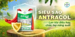 ( Bayer CropScience ) ANTRACOL 70WP (100G) - THUỐC TRỪ BỆNH PHỔ RỘNG - Hàng Hiệu Chính Hãng