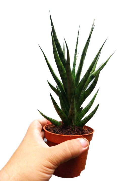 Sansevieria 'Bunlue Torch’  (4 to 6 inches height)[With FREE 1 Pc. Cocopeat, Ipa, Philodendron  cutting randomly picked by Seller]