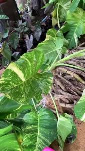 พลูยักษ์ ต้นพลู ไม้ด่างยักษ์ ใบฉีก ไม้ฟอกอากาศ พลูด่าง