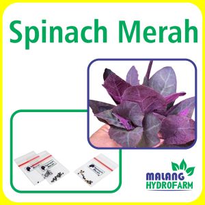 Benih Spinach Merah Unggulan Berkualitas bibit biji repack bayam sayuran hydroponik hidroponik